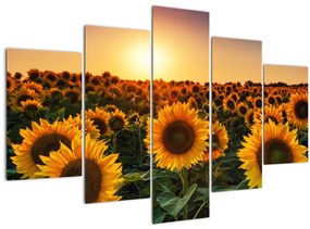 Tablou - Floarea soarelui (150x105 cm)