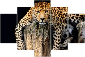 Tablou - Ghepard (150x105 cm)