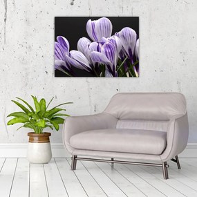 Tablou pe sticlă - Crocus violet (70x50 cm)