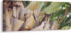Tablou cu veverița în copaci (120x50 cm)