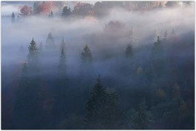 Tablou - Pădure în ceță, Carpați, Ucraina (90x60 cm)