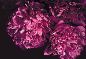 Fototapet - Flori (147x102 cm)
