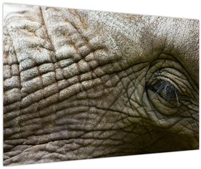 Tablou - Prim-planul ochiului de elefant vechi (90x60 cm)