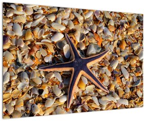 Tablou cu stea de mare (90x60 cm)