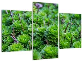 Tablou - Aloe (90x60 cm)