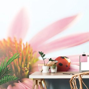 Fototapet buburuză pe echinacea