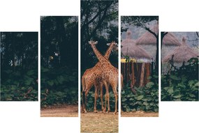 Tablou cu două girafe (150x105 cm)