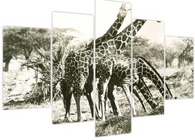 Tablou - Girafe, de epocă (150x105 cm)