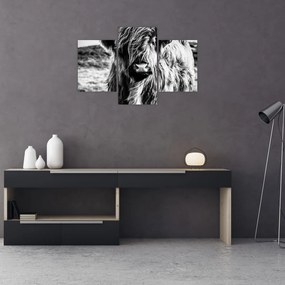 Tablou - Highland - vacă scoțiană (90x60 cm)