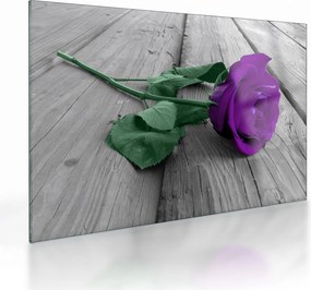 Tablou pe sticlă - Trandafir violet cu tulpina verde (70x50 cm)