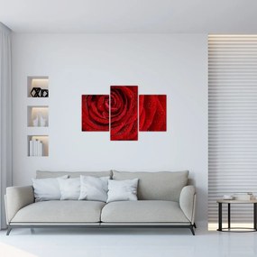Tablou - detaliu de trandafir (90x60 cm)