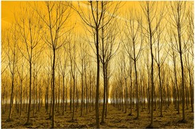 Tablou cu pădure în apus de soare (90x60 cm)