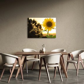 Tablou cu floarea soarelui (70x50 cm)
