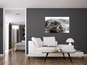 Tablou - Pisica cu ochi verzi (90x60 cm)