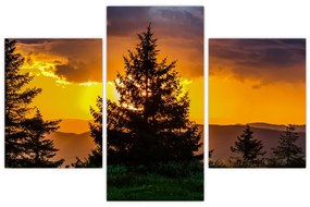 Tablou - coniferi (90x60 cm)