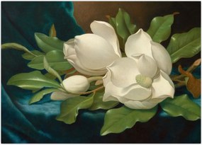 Tablou - Martin Johnson Heade, Giant Magnolias on a Blue Velvet Cloth, reproducere (70x50 cm)