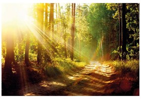 Fototapet raze de soare în pădure