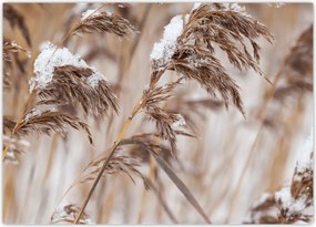 Tablou - Tei (70x50 cm)