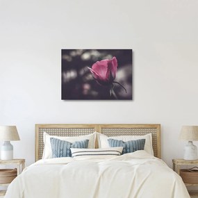 Tablou pe sticlă - Detaliu florii de trandafir (70x50 cm)