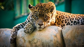 Tablou canvas Jaguarul - 40x30 cm