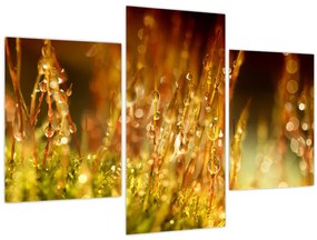 Tablou - Detaliu rouă (90x60 cm)