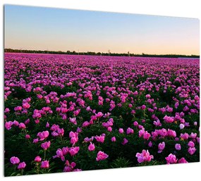 Tablou - Pajiștea cu lalele violet (70x50 cm)