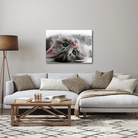 Tablou - Pisica cu ochi verzi (70x50 cm)