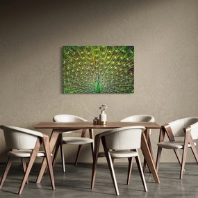 Tablou - Peacock (90x60 cm)