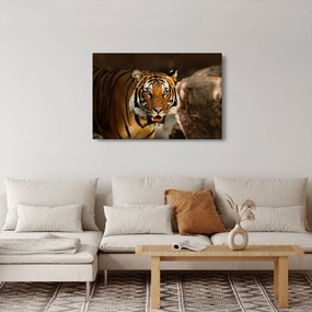 Tablou cu tigrul (90x60 cm)