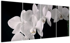 Tablou - orhidee albă (160x80cm)