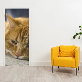 Fototapet pentru ușă - Pisici (95x205cm)