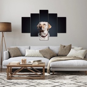 Tablou cu labrador (150x105 cm)