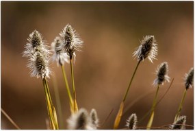 Tablou - Iarbă (90x60 cm)