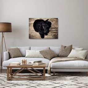 Tablou pe sticlă cu cățeluș negru (70x50 cm)