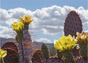 Tablou cu floarea de cactus Opunție (70x50 cm)