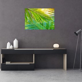 Tablou pe sticlă - Frunze de palmier (70x50 cm)