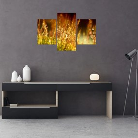 Tablou - Detaliu rouă (90x60 cm)