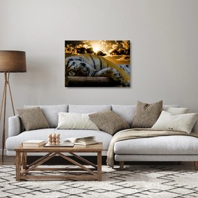 Tablou pe sticlă tigrul dormind (70x50 cm)