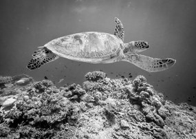 Fotografie Sea Turtle at Sipadan, Yumian Deng