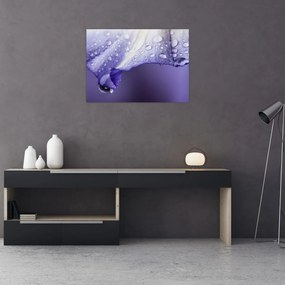 Tablou pe sticlă - Petală cu picături (70x50 cm)