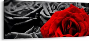 Tablou - Flori de trandafir (120x50 cm)