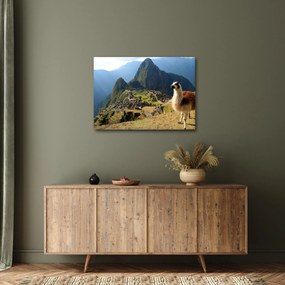 Tablou - Lama și Machu Picchu (70x50 cm)