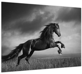 Tablou - Cal alb și negru (70x50 cm)