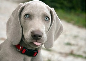 Tablou - cățeluș weimaraner (70x50 cm)