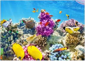 Tablou - Lumea mării (70x50 cm)