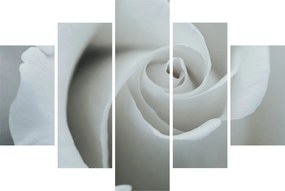 Tablou - Trandafirul alb (150x105 cm)