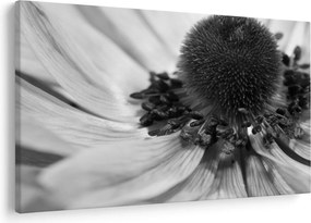 Tablou - Floare în alb-negru (90x60 cm)