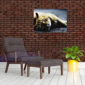 Tablou cu pisica (70x50 cm)