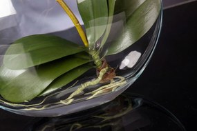 Aranjament floral mediu design LUX OVAL PHALAENO PLANT