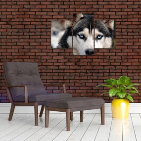 Tablou cu câinele husky (90x60 cm)